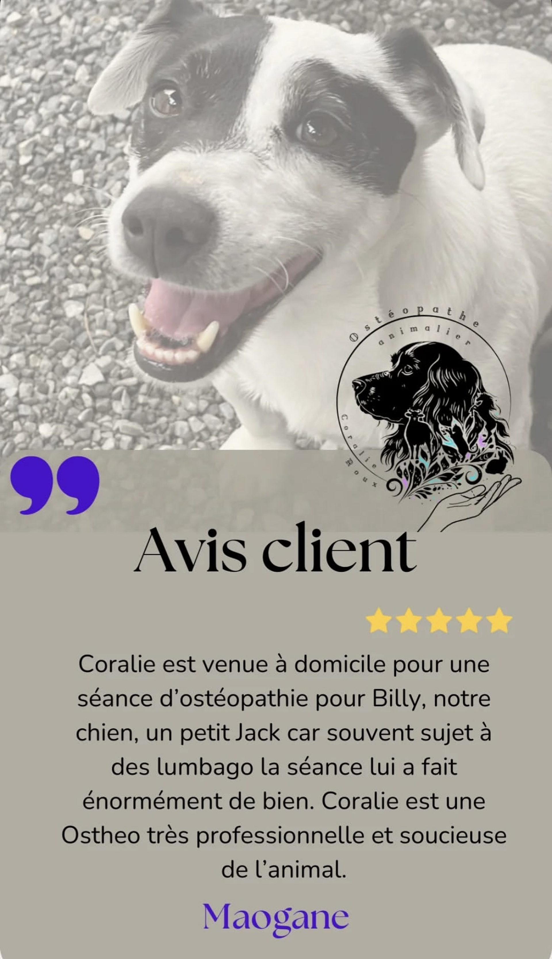 avis chien